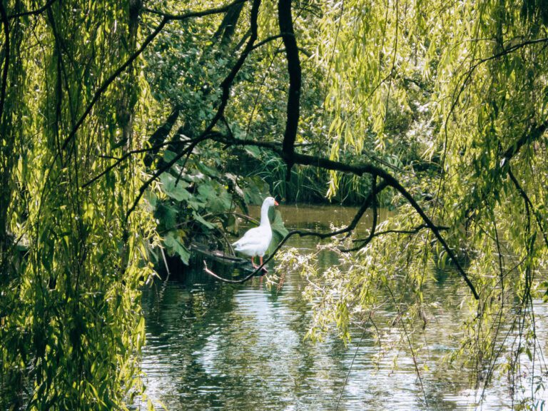 Vondelpark - grande parco di Amsterdam