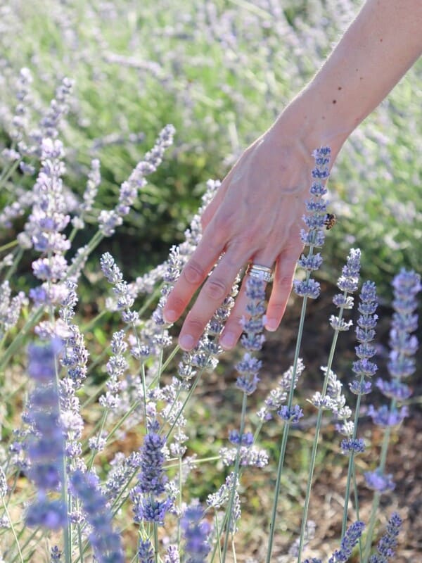 la lavanda di Angela di Nella Lavanda
