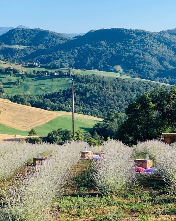 Foto del campo di lavanda di Nella Lavanda