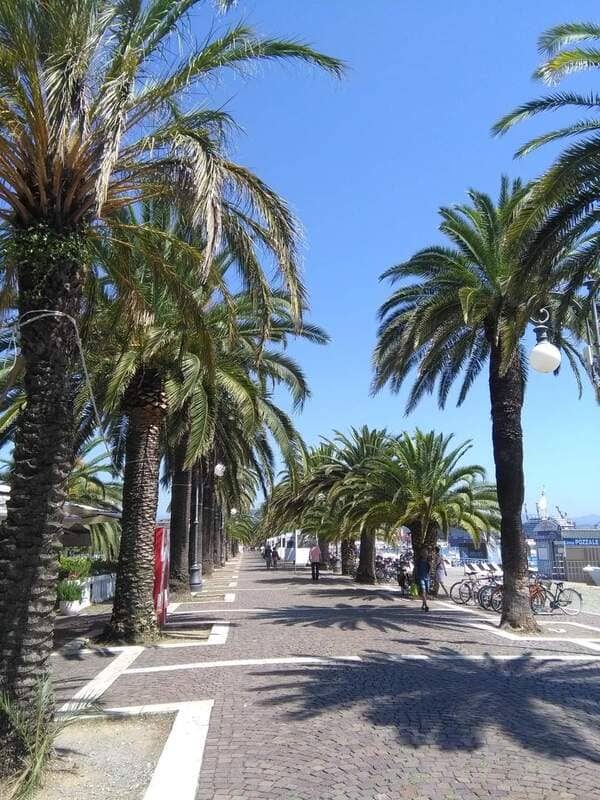 Palme lungo Passeggiata Morin a La Spezia